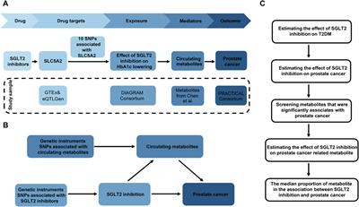 Pharmacological targets of SGLT2 inhibition on prostate cancer mediated by circulating metabolites: a drug-target Mendelian randomization study